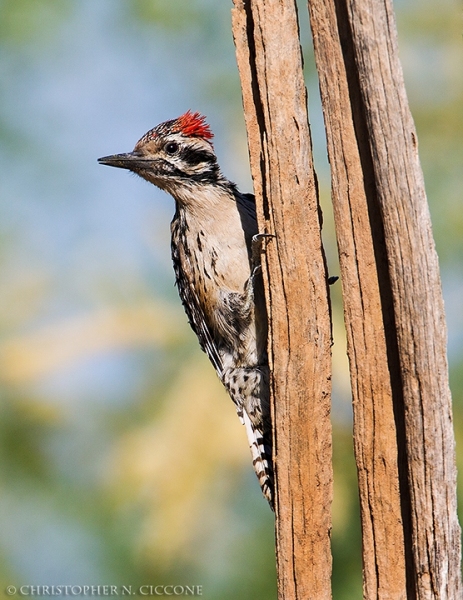 Ladder-backed Woodpecker