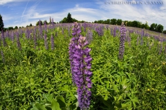 Lupine Field