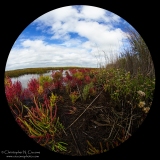 Great Salt Marsh