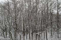 Sassafras in Snow