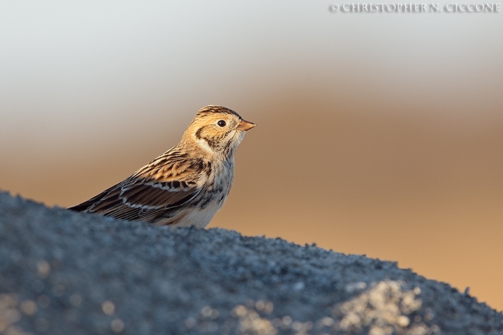 Lapland Longspur