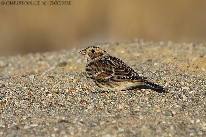 Lapland Longspur