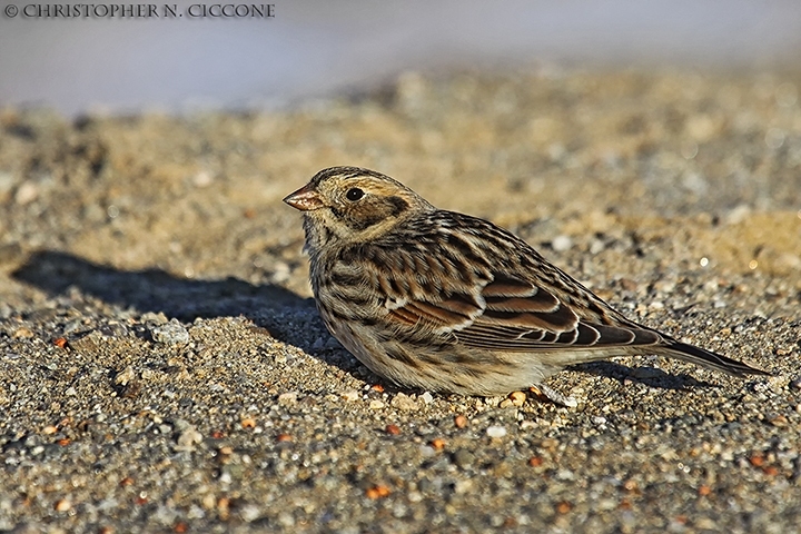 Lapland Longspur