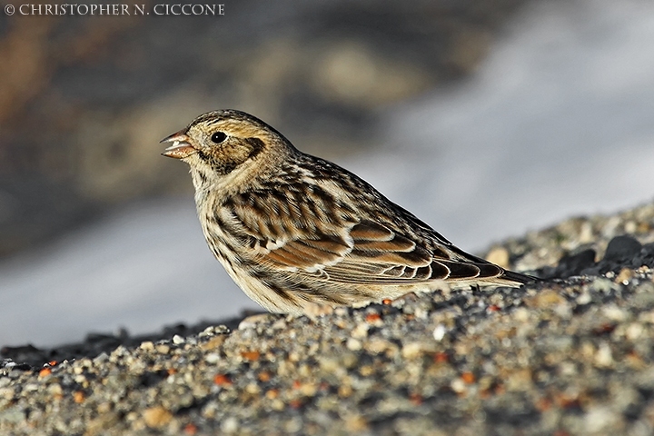 Lapland Longspur