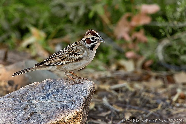 Lark Sparrow