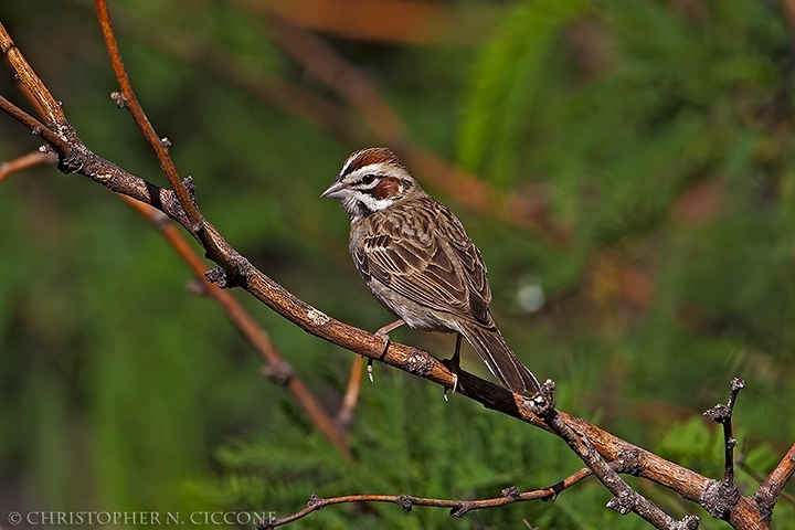 Lark Sparrow