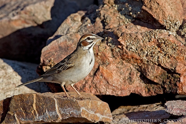 Lark Sparrow