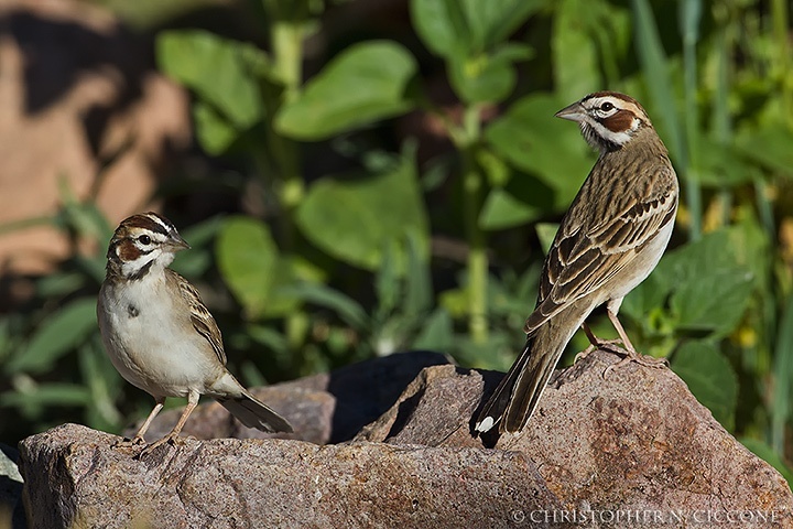 Lark Sparrow