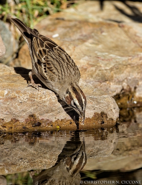 Lark Sparrow