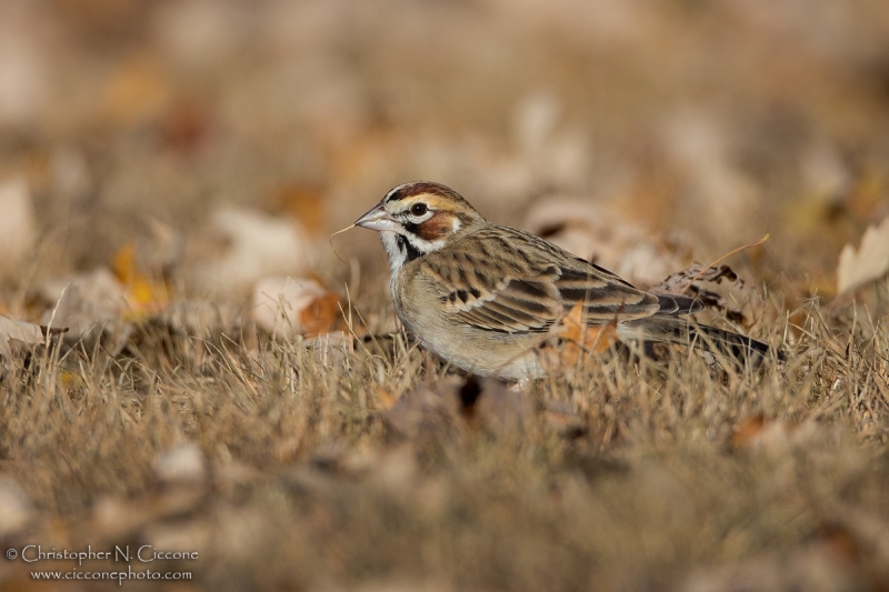 Lark Sparrow