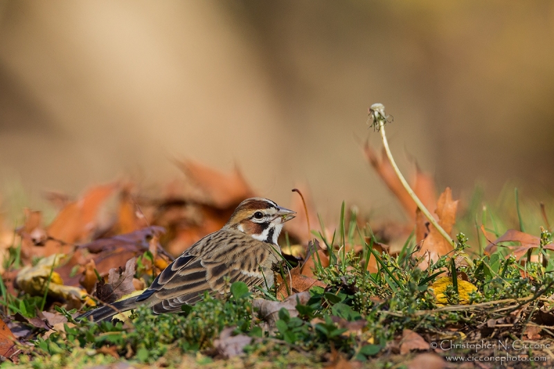 Lark Sparrow