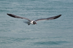 Laughing Gull