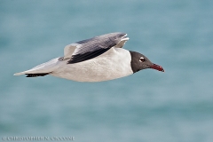 Laughing Gull