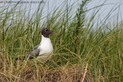 Laughing Gull