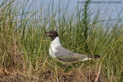 Laughing Gull