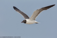 Laughing Gull