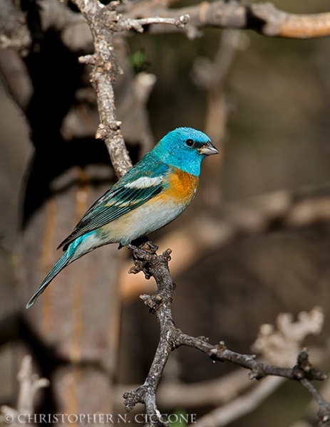 Lazuli Bunting