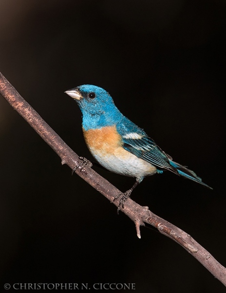 Lazuli Bunting