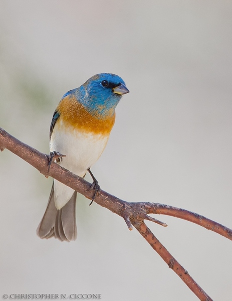 Lazuli Bunting