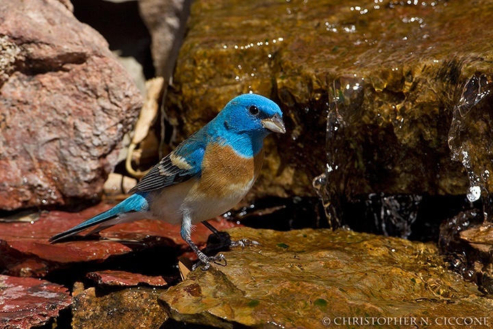 Lazuli Bunting