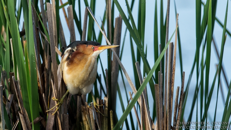 Least Bittern