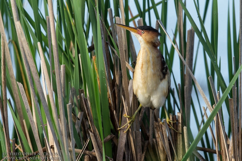 Least Bittern