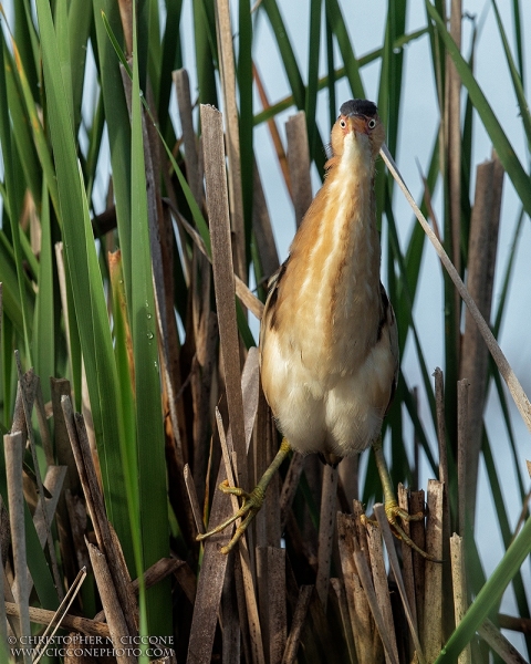 Least Bittern