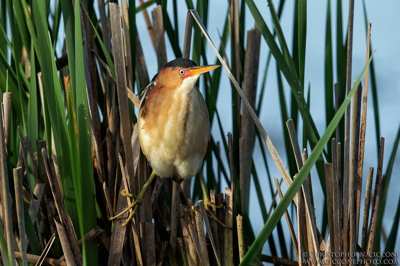 Least Bittern