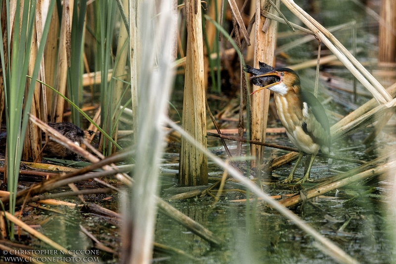 Least Bittern