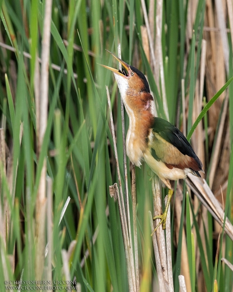 Least Bittern