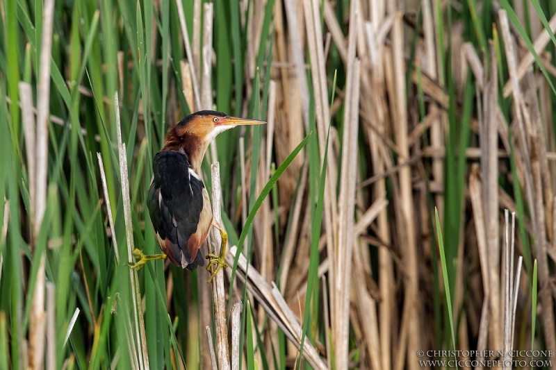 Least Bittern