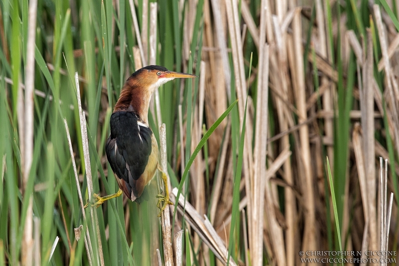 Least Bittern