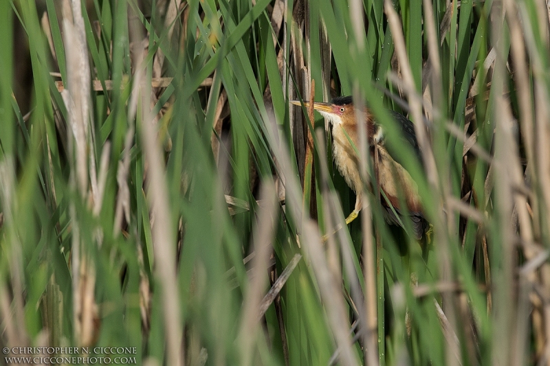 Least Bittern