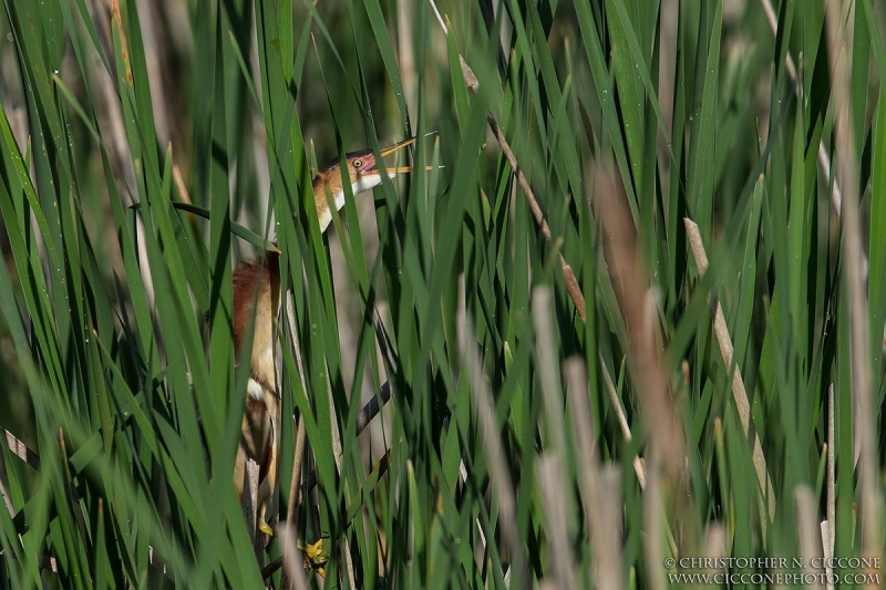 Least Bittern