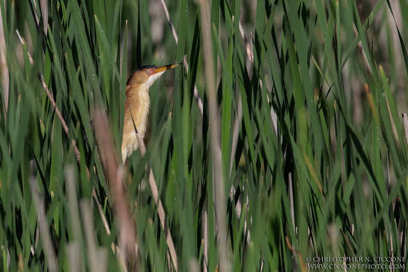 Least Bittern