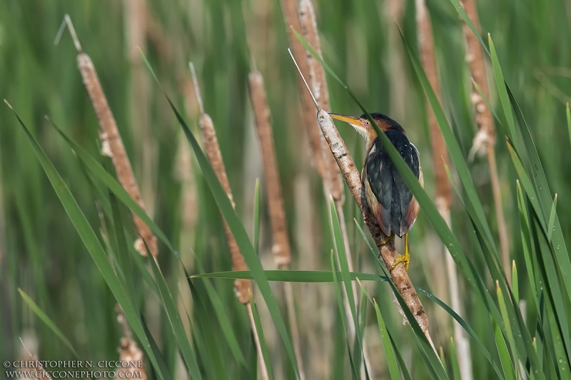 Least Bittern