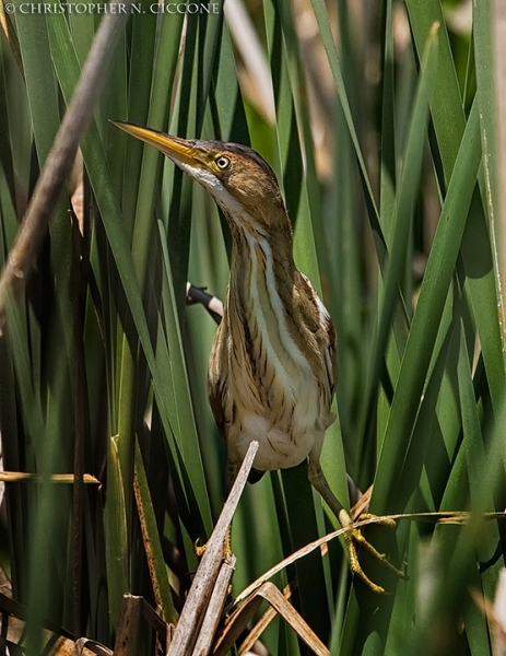 Least Bittern