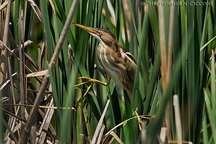 Least Bittern