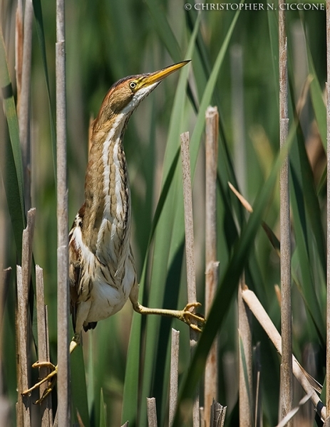 Least Bittern