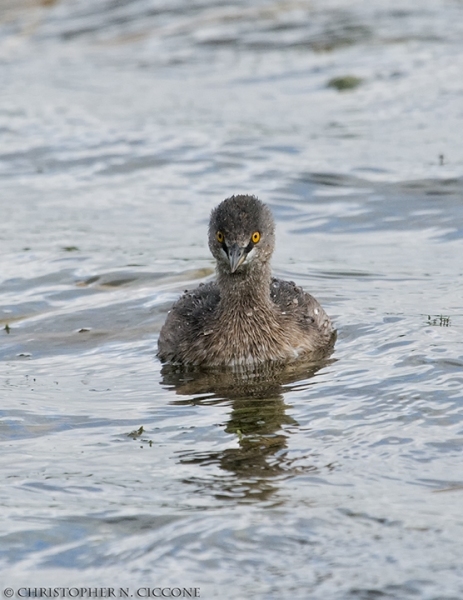 Least Grebe