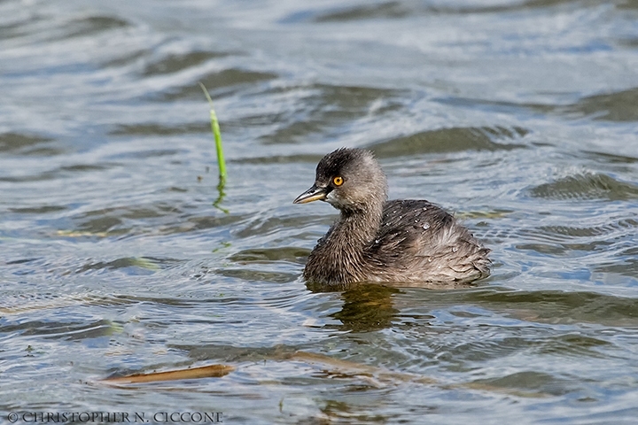 Least Grebe