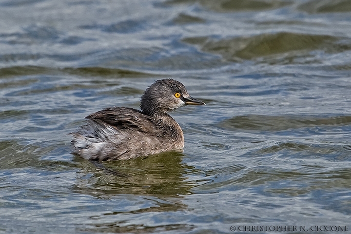 Least Grebe