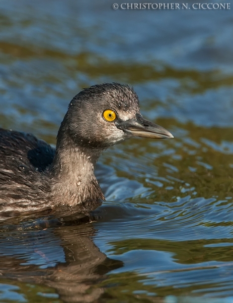 Least Grebe