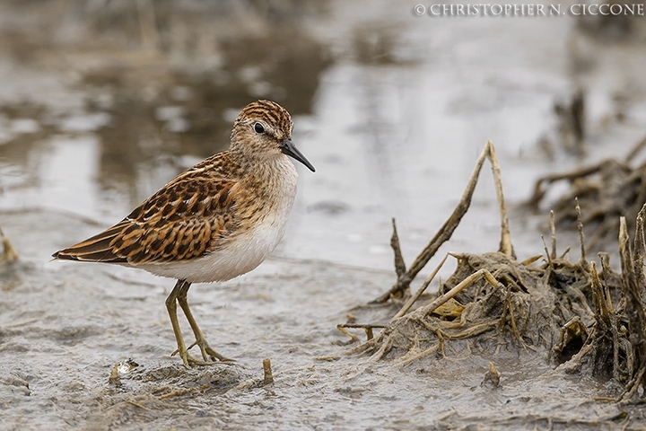 Least Sandpiper