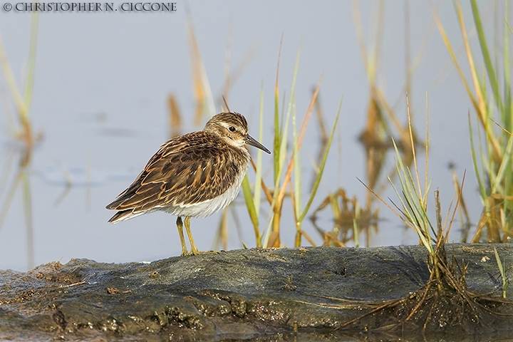 Least Sandpiper