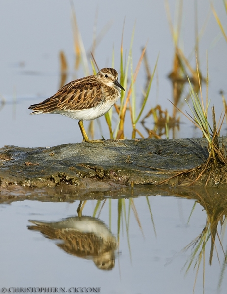 Least Sandpiper