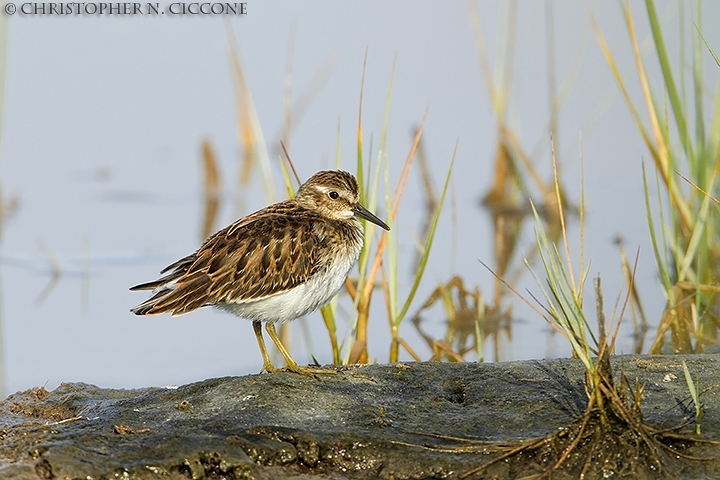 Least Sandpiper