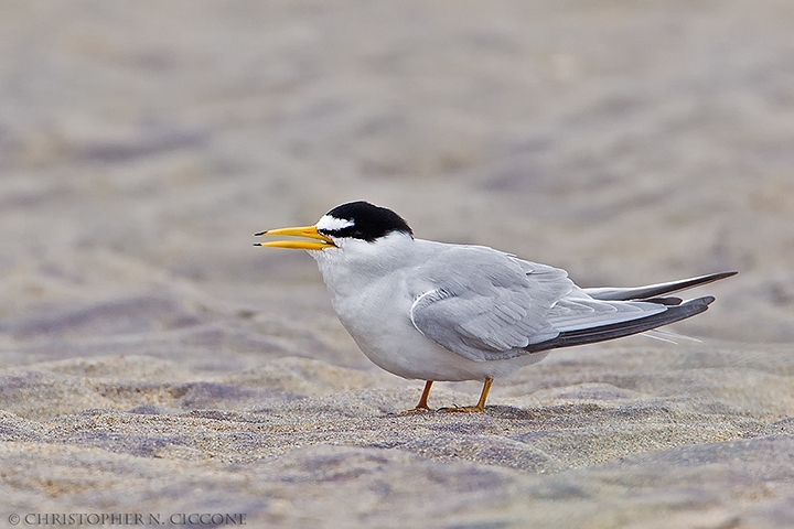 Least Tern