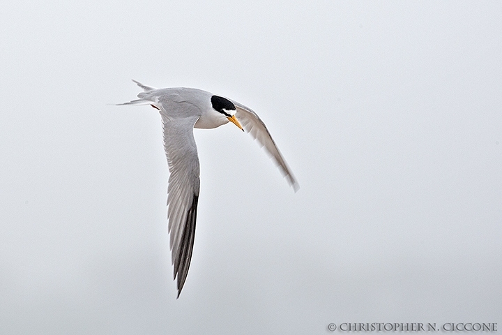 Least Tern