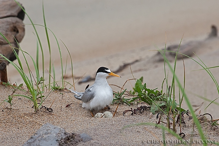 Least Tern